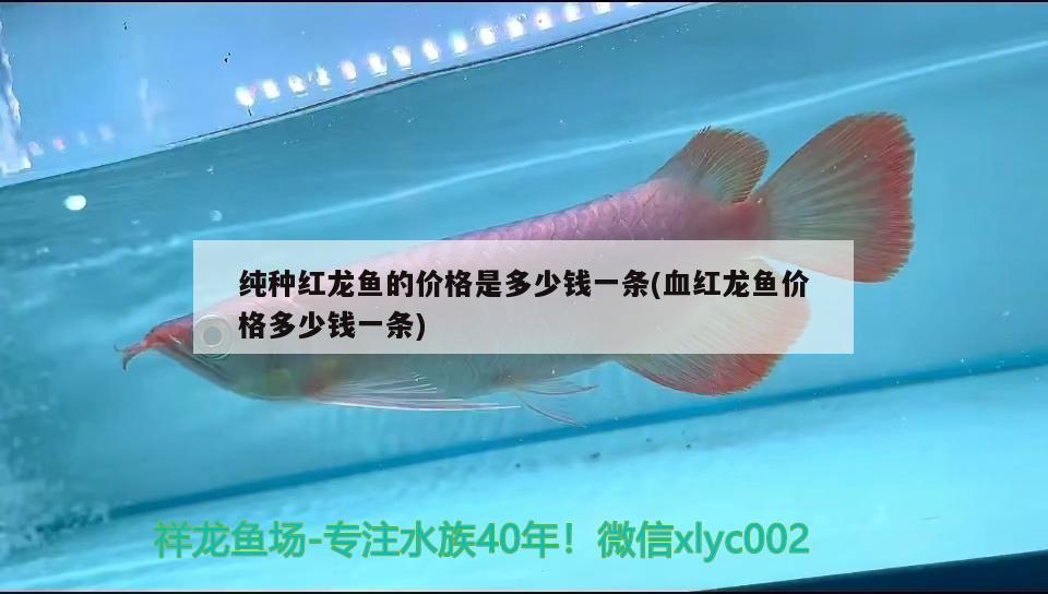 龍魚證書上品牌怎么看真假(金龍魚真假如何辨別真假) 玫瑰銀版魚 第2張