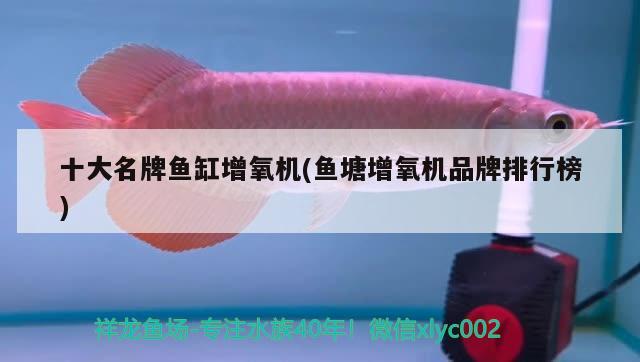 錦鯽錦鯉壽命是多少年，錦鯉壽命是多久 觀賞魚(yú) 第3張