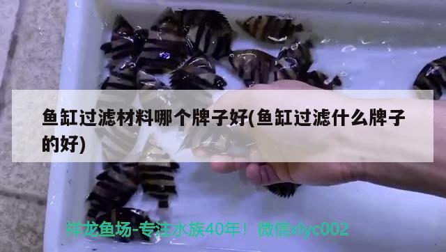 魚缸過濾材料哪個(gè)牌子好(魚缸過濾什么牌子的好) 泰龐海鰱魚