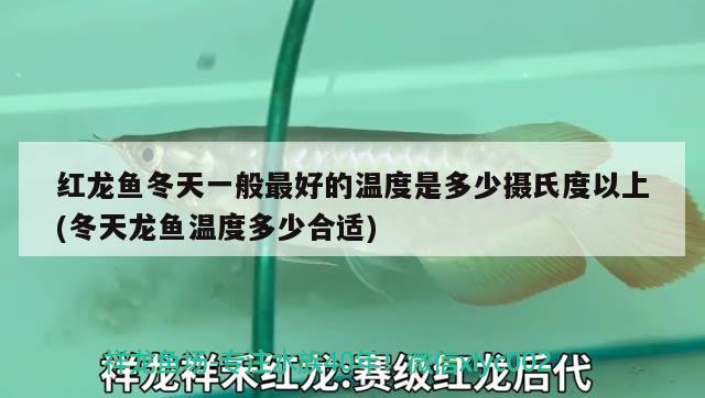 紅龍魚冬天一般最好的溫度是多少攝氏度以上(冬天龍魚溫度多少合適) 養(yǎng)魚的好處