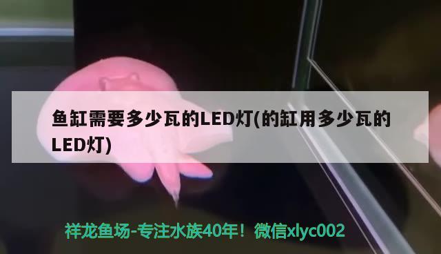 魚缸里放紅磚（魚缸里放紅磚頭好不好） 祥龍水族醫(yī)院 第3張