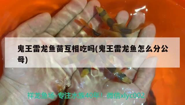 鬼王雷龍魚苗互相吃嗎(鬼王雷龍魚怎么分公母) 廣州觀賞魚魚苗批發(fā)市場(chǎng)