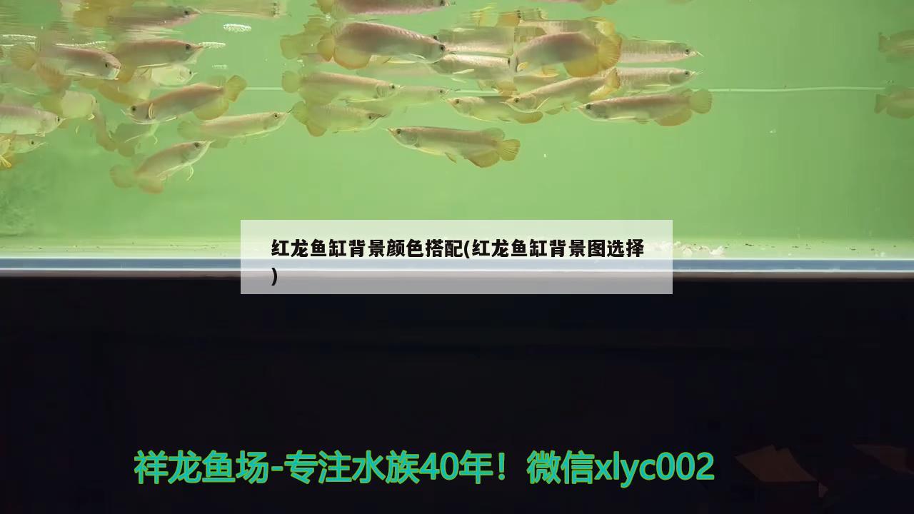 紅龍魚缸背景顏色搭配(紅龍魚缸背景圖選擇) 白子黑帝王魟魚