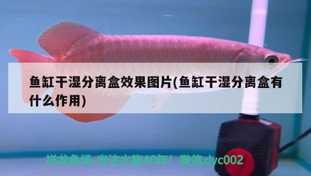 魚缸干濕分離盒效果圖片(魚缸干濕分離盒有什么作用) 觀賞魚批發(fā)