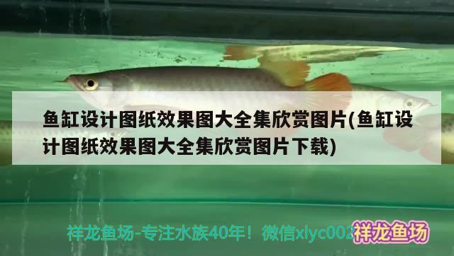 魚缸設計圖紙效果圖大全集欣賞圖片(魚缸設計圖紙效果圖大全集欣賞圖片下載) 廣州祥龍國際水族貿(mào)易 第2張