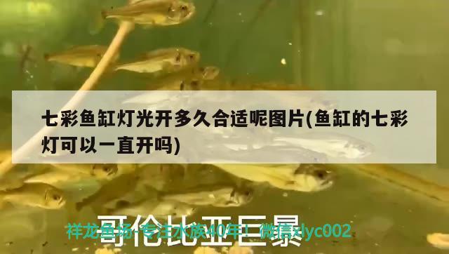 七彩魚缸燈光開多久合適呢圖片(魚缸的七彩燈可以一直開嗎)