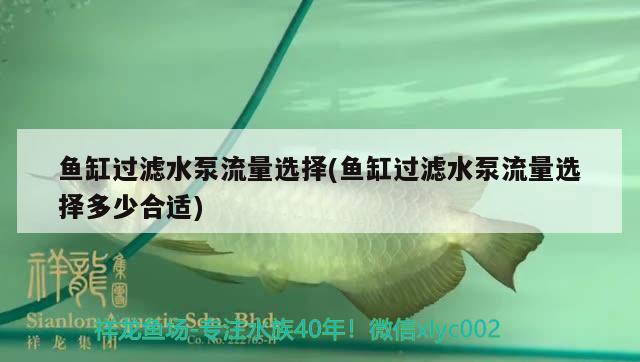 魚缸過濾水泵流量選擇(魚缸過濾水泵流量選擇多少合適) 三間鼠魚