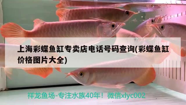 紅龍魚和什么龜一起養(yǎng)好(紅龍魚與什么龜混養(yǎng))