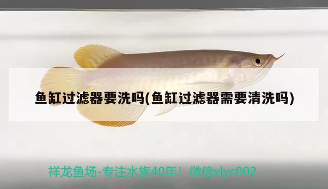 魚缸過濾器要洗嗎(魚缸過濾器需要清洗嗎) 帝王三間魚