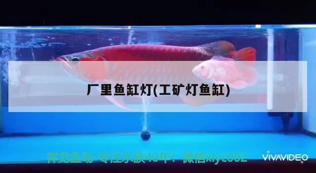 廠里魚缸燈(工礦燈魚缸) 泰國虎魚（泰虎） 第2張