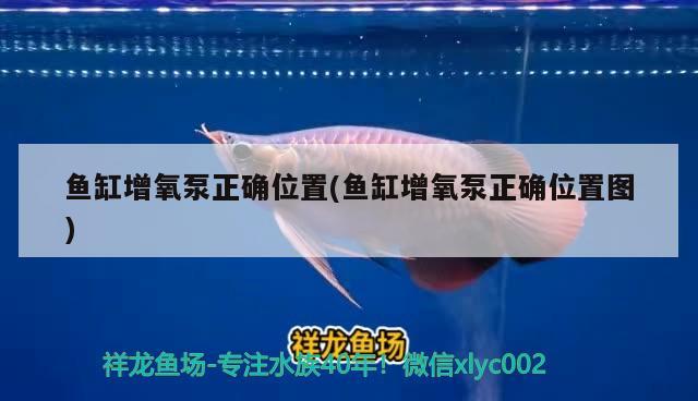 魚缸增氧泵正確位置(魚缸增氧泵正確位置圖)