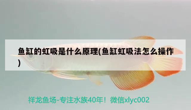 魚缸的虹吸是什么原理(魚缸虹吸法怎么操作) 非洲金鼓魚