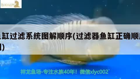 魚缸過濾系統(tǒng)圖解順序(過濾器魚缸正確順序圖) 賽級(jí)紅龍魚