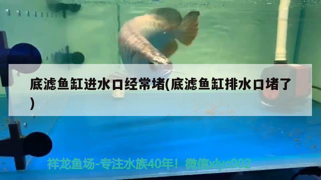 買(mǎi)水族魚(yú)缸的人一般是選擇多大的呢?(家里魚(yú)缸多大比較合適) 蝴蝶鯉魚(yú)苗