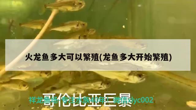 火龍魚(yú)多大可以繁殖(龍魚(yú)多大開(kāi)始繁殖)