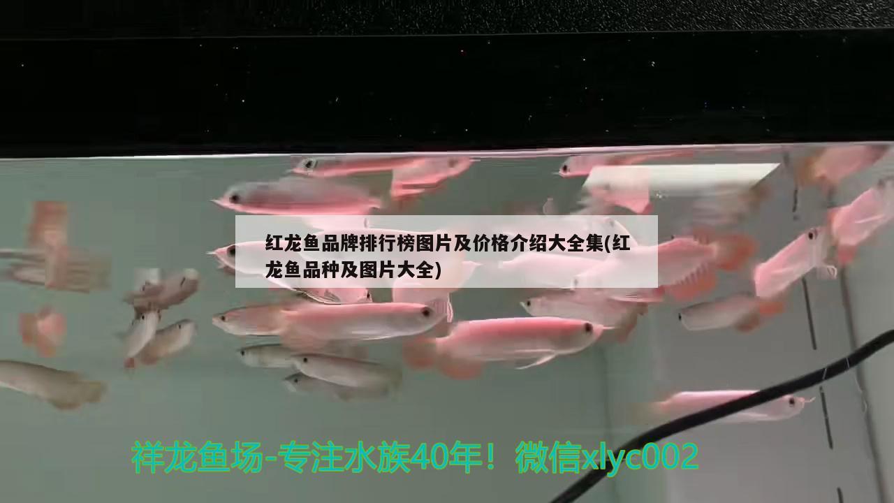 紅龍魚能和銀龍魚混養(yǎng)嗎圖片(銀龍魚能與什么魚混養(yǎng)) 銀龍魚百科