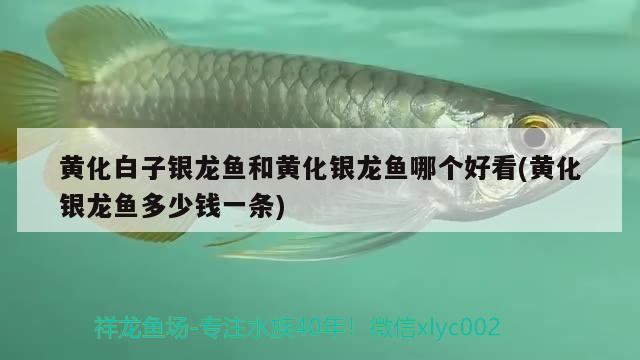 魚缸過濾海綿多久更換（魚缸的海綿多久換一次）