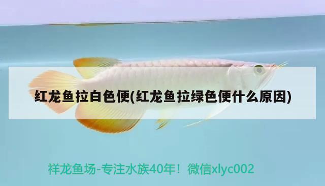 魚(yú)缸一般放在家里的什么風(fēng)水位置才好（魚(yú)缸應(yīng)該放在家里什么方位） 觀賞魚(yú)