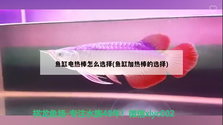 魚缸電熱棒怎么選擇(魚缸加熱棒的選擇)