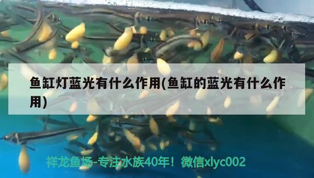 魚缸燈藍光有什么作用(魚缸的藍光有什么作用) 黃金夢幻雷龍魚