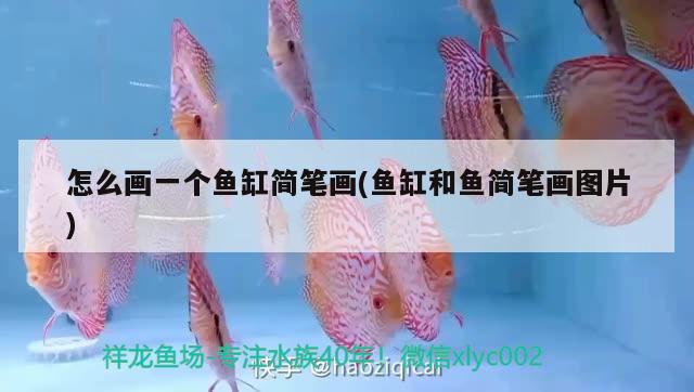 怎么畫一個(gè)魚缸簡(jiǎn)筆畫(魚缸和魚簡(jiǎn)筆畫圖片) 翡翠鳳凰魚