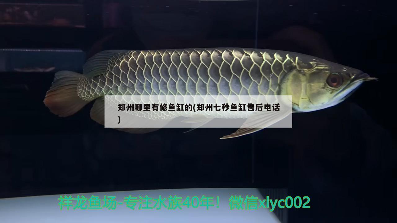 鄭州哪里有修魚缸的(鄭州七秒魚缸售后電話) 短身紅龍魚