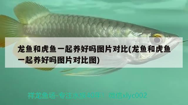 龍魚和虎魚一起養(yǎng)好嗎圖片對比(龍魚和虎魚一起養(yǎng)好嗎圖片對比圖)