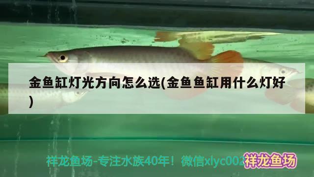 金魚(yú)缸燈光方向怎么選(金魚(yú)魚(yú)缸用什么燈好) 黑云魚(yú)