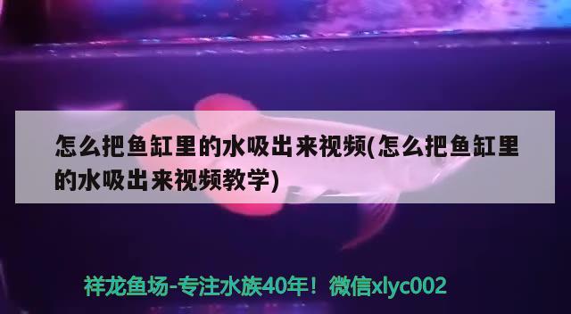 怎么把魚缸里的水吸出來視頻(怎么把魚缸里的水吸出來視頻教學(xué))