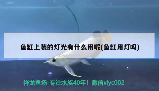 中國斗魚魚缸大小怎么選(中國斗魚要多大魚缸) 廣州祥龍國際水族貿(mào)易