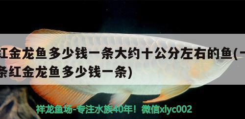 紅金龍魚多少錢一條大約十公分左右的魚(一條紅金龍魚多少錢一條)