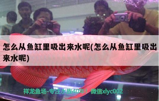 怎么從魚缸里吸出來水呢(怎么從魚缸里吸出來水呢) 硝化細(xì)菌