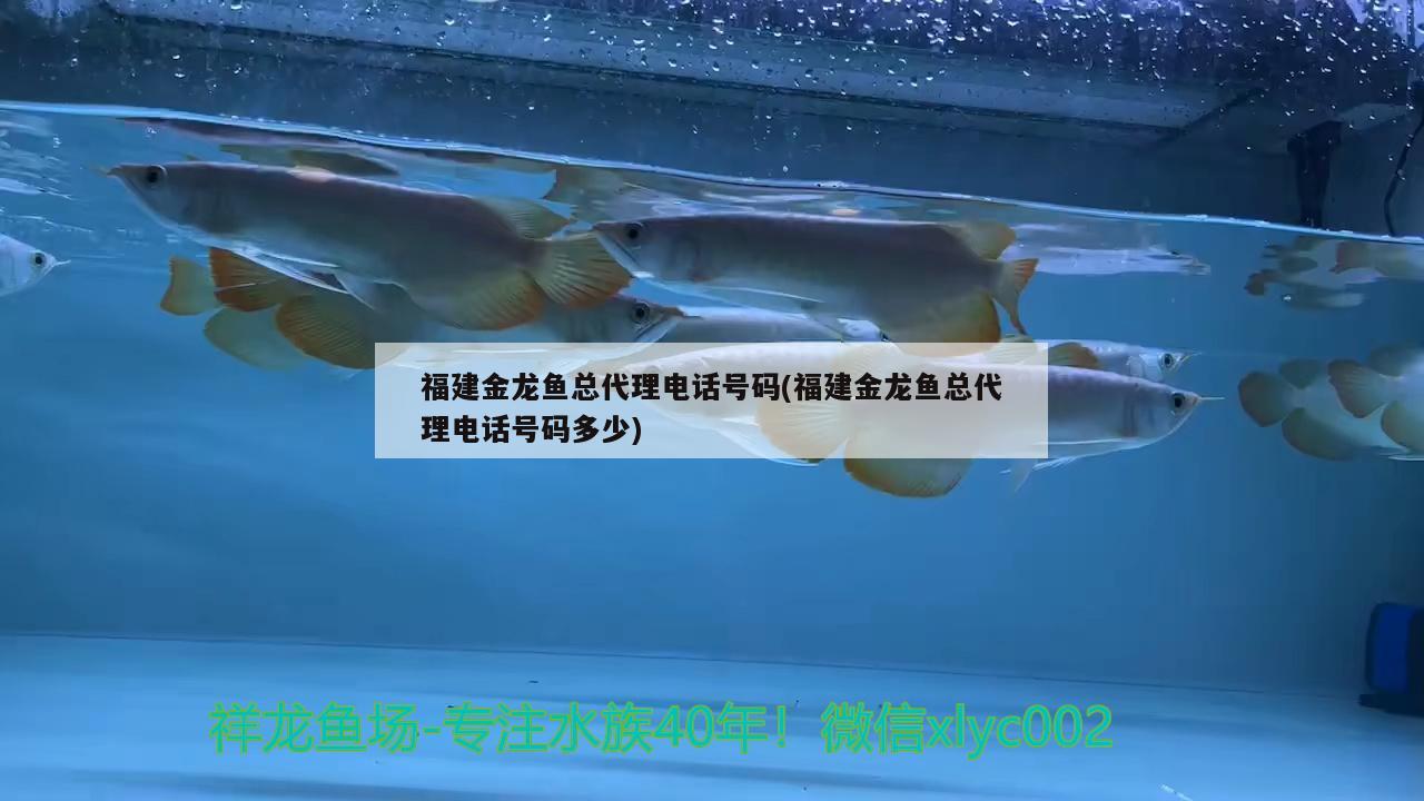 福建金龍魚總代理電話號碼(福建金龍魚總代理電話號碼多少)