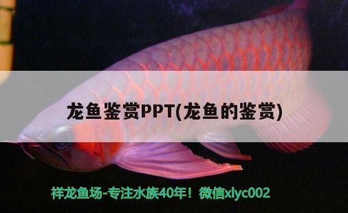 龍魚鑒賞PPT(龍魚的鑒賞) 斑馬狗頭魚