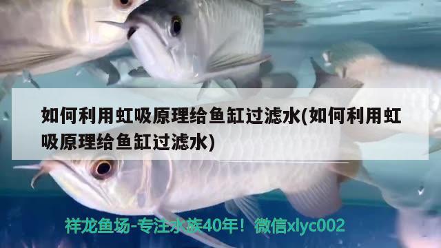 養(yǎng)七彩魚魚缸配置圖(七彩魚繁殖缸的布置圖) 七彩神仙魚