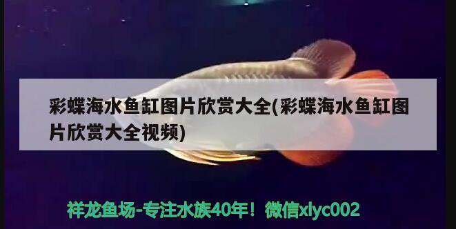 彩蝶海水魚缸圖片欣賞大全(彩蝶海水魚缸圖片欣賞大全視頻) 海水魚