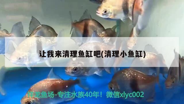 讓我來(lái)清理魚缸吧(清理小魚缸)