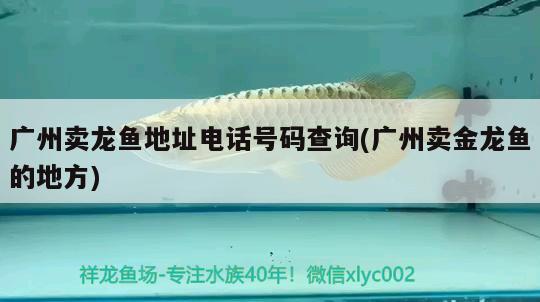 廣州賣龍魚地址電話號碼查詢(廣州賣金龍魚的地方) 水族用品