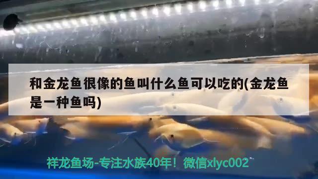 和金龍魚很像的魚叫什么魚可以吃的(金龍魚是一種魚嗎)