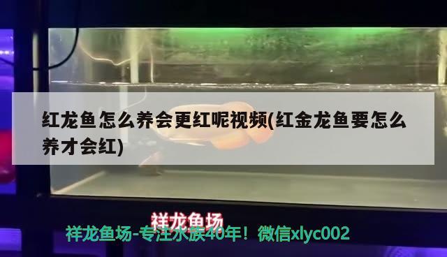 紅龍魚怎么養(yǎng)會更紅呢視頻(紅金龍魚要怎么養(yǎng)才會紅) 紅勾銀版魚 第1張