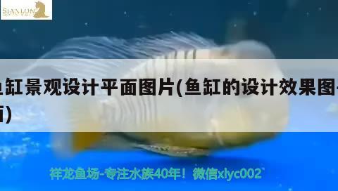 魚缸景觀設計平面圖片(魚缸的設計效果圖平面)