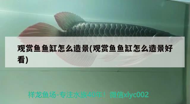 觀賞魚魚缸怎么造景(觀賞魚魚缸怎么造景好看) 孵化器