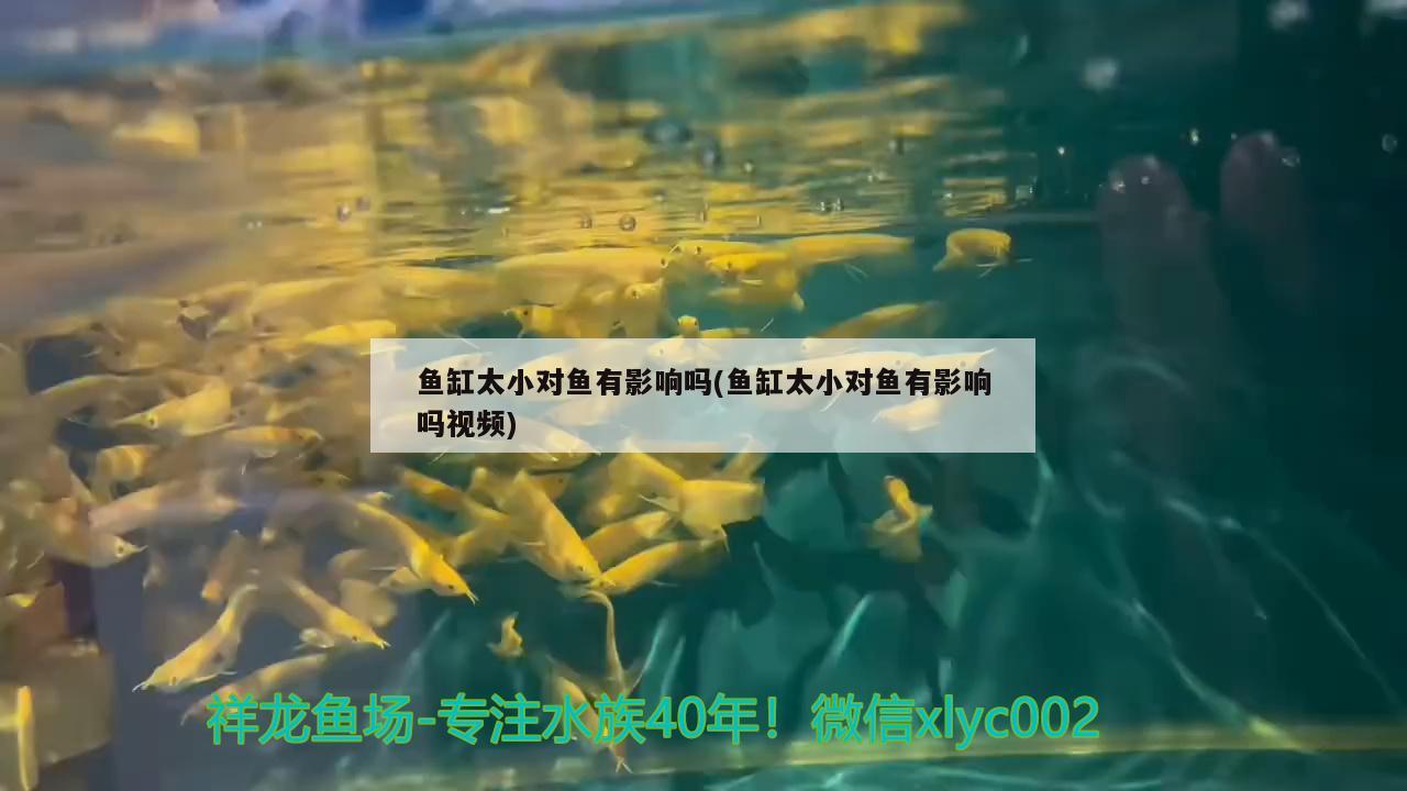 金魚在魚缸會不會繁殖呢 金魚在魚缸會不會繁殖呢視頻 龍魚百科