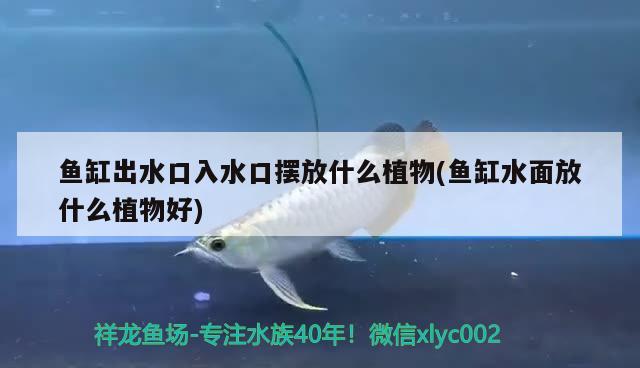 魚缸出水口入水口擺放什么植物(魚缸水面放什么植物好) 印尼小紅龍