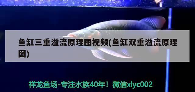 魚缸三重溢流原理圖視頻(魚缸雙重溢流原理圖) 非洲金鼓魚