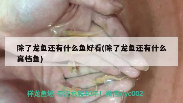 除了龍魚還有什么魚好看(除了龍魚還有什么高檔魚)