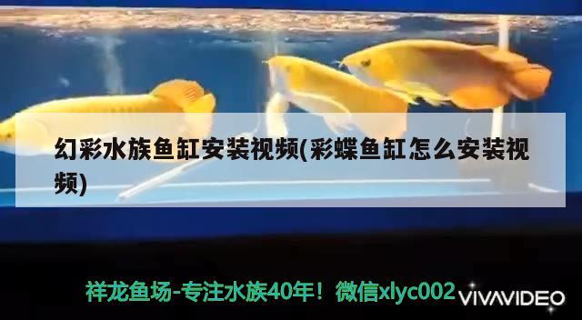 幻彩水族魚缸安裝視頻(彩蝶魚缸怎么安裝視頻)