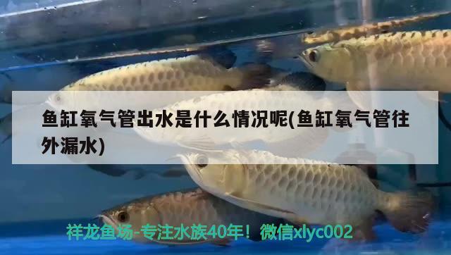 魚缸氧氣管出水是什么情況呢(魚缸氧氣管往外漏水)