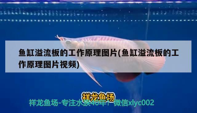 福州魚缸定制廠家地址及電話號碼：福州哪里買魚缸比較好