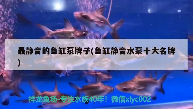 廣州水族批發(fā)市場印江自治縣幻境水景水族館